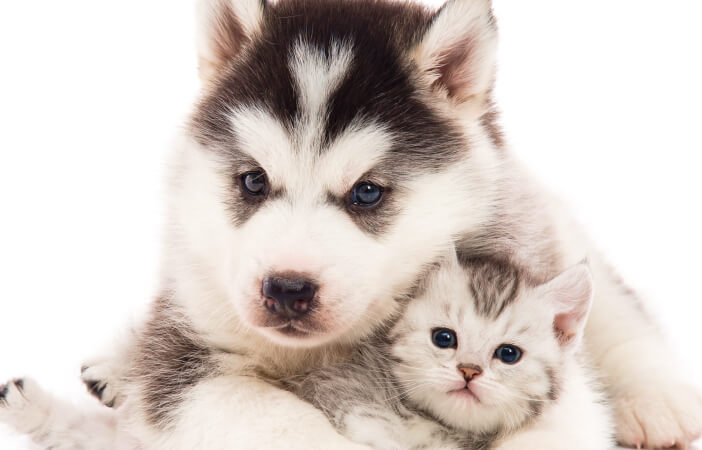 犬と猫の写真